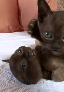 Cats 101 S02:E02 - Manx, Burmese and More