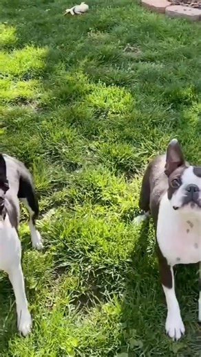 Level up! #bostonterriersofig #bostonsoflouisville #dog #bostonterriercult #whitefacebostonterrier #bostonterriersofinstagram #dogsofinsta #bostonsofig #bostonsofinstagram #squishyfacecrew | Emma Brown