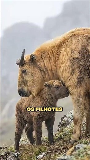 The ANIMAL BABIES with the TOUGHEST CHILDHOODS in NATURE! #curiosities #curiosity #wildlife