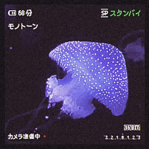Exploring the Fascinating World of Jellyfish