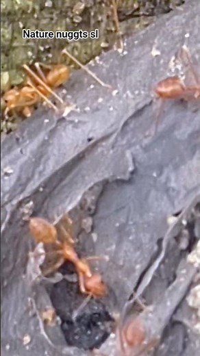 Ants 🐜 🐜 🐜 🐜 🐜 #ants #antscanada #nature #ytshorts #animals #yt #ytshortsindia #antseurop #Italy