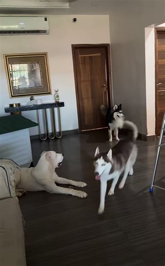 The Most Loyal Dog: Heartwarming Stories of Canine Loyalty