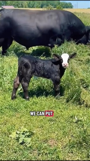 Great! ￼ Now I want a baby cow 😍