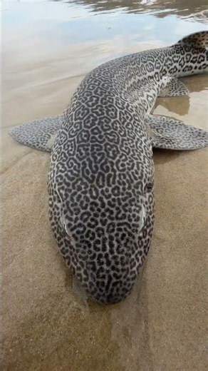 Leopard Catshark || ViralHog