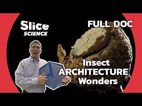 Genius Insects: Building Intricate Dream Homes | SLICE SCIENCE | FULL DOCUMENTARY