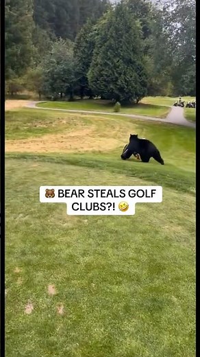 Bear steals golf clubs at a golf course in Canada 🤣