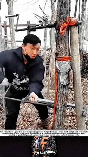 Tree Straightening Helps Trees Grow Stronger and Safer