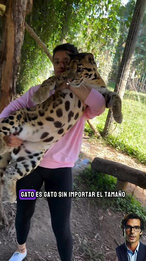 Gato es gato sin importar el tamaño #reelsviralシ #viralreels #reels #viral #interesante | Oso Sapiens