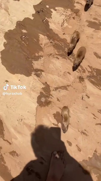 Hyrax Pup Attack Caught on Video