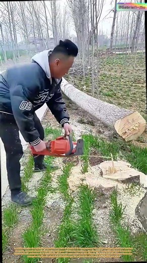 Guerre de l'ombre : l'économie de la tronçonneuse dans la lutte pour le rendement des cultures