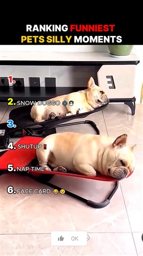 Ranking The Funniest Pets Silly Moments #silly #pets #petlover