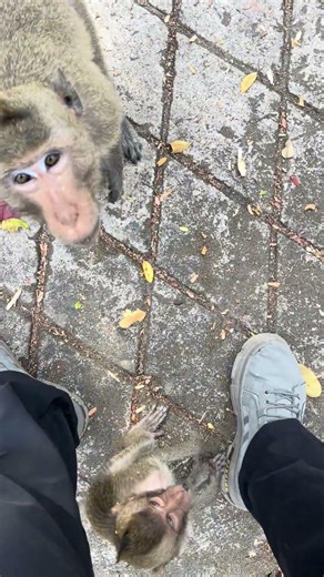 This little monkey comes and asks me for food. #viral #animals#wildlife #monkey #funny #food #comedy