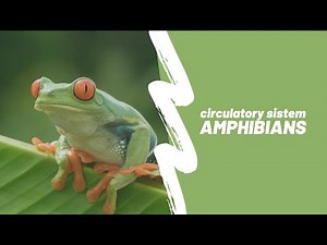 Amphibians | Circulatory System
