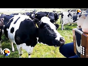 Cows LOVE Woman Playing Accordion | The Dodo