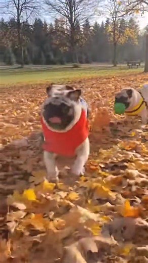 16K views · 854 reactions | Three pugs are playing together. #pug #puglife #puglove #pugs #dog #pugstagram #pugpuppy #pugworld #puglover #pugoftheday #pugnation #dogs #puppy #puglovers #mops #pugsnotdrugs #doglover #pugmania #pet #love #cute #blackpug #pugloversclub #pugdog #instadog #dogstagram #dogoftheday | Pug Worlds Mafia | Facebook