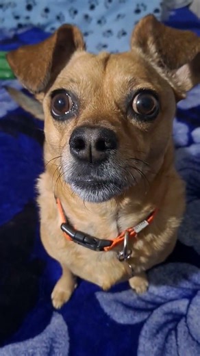 My fur baby Gabi was sick all weekend. 😭But she's doing great now.❤️🐶