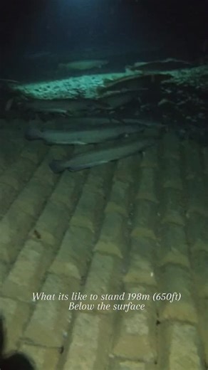 Taryn MacQuarrie on Instagram: "#saturationdiving"