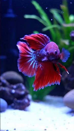 Flowing Dragon Scale Double Tail Betta | Aquarium Beauty