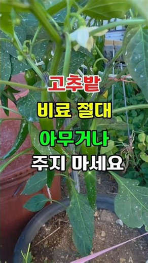 🍀 Never use just any fertilizer for your chili pepper patch #CommunityGarden #FarmingTips #ChiliF...