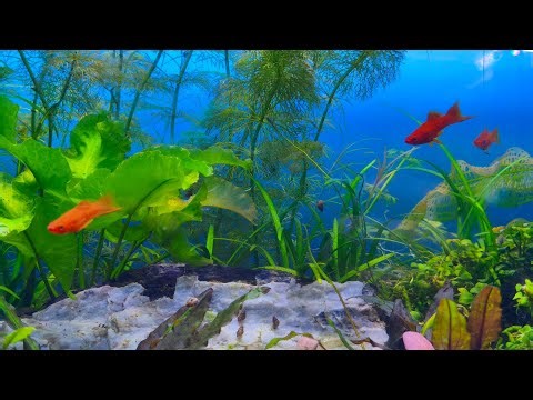Stunning Tropical Aquarium & The Best Relax water flow with music for sleeping, meditation