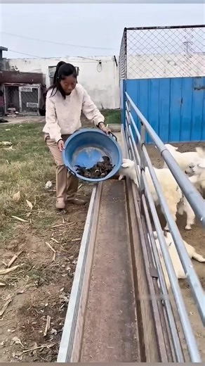 Why Squirrels Are Released Among Sheep 🤯 #shot #tik_tok #storytime | squirrels