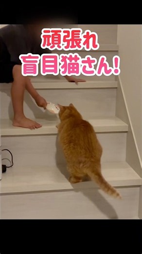 目が見えない猫の運動 Helping My Blind Cat Stay Active #猫