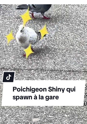 J’aurais préféré un Étourmi qu’un Poichigeon mais bon on prend #shinypokemon #pokemon #pidove