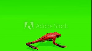 Continuous loop: Serene scene of a frog leisurely walking against a lush green backdrop, ideal for creating captivating visual content.