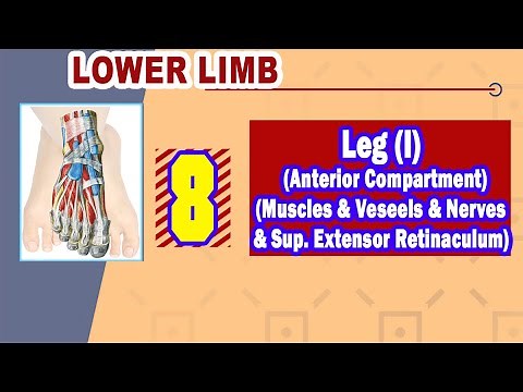 𝟎𝟖. 𝐋𝐞𝐠 (𝐈) (𝐀𝐧𝐭𝐞𝐫𝐢𝐨𝐫 𝐜𝐨𝐦𝐩𝐚𝐫𝐭𝐦𝐞𝐧𝐭) (𝐌𝐮𝐬𝐜𝐥𝐞𝐬 + 𝐕𝐞𝐬𝐬𝐞𝐥𝐬 + 𝐍𝐞𝐫𝐯𝐞𝐬 + 𝐒𝐮𝐩𝐞𝐫𝐢𝐨𝐫 𝐞𝐱𝐭𝐞𝐧𝐬𝐨𝐫 𝐫𝐞𝐭𝐢𝐧𝐚𝐜𝐮𝐥𝐮𝐦)