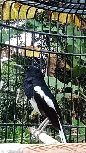 sound of magpie robin