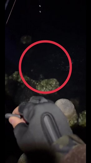 メバル釣りのドキドキ体験