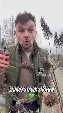 Here's how to prune a butterfly bush! Just wait until April/May. #butterfly #butterflies #prune #...