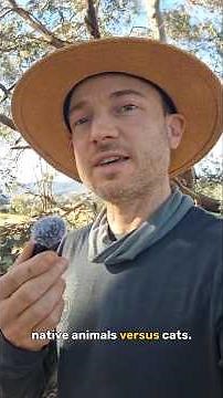 Australia's battle against feral cats #conservation #wildlife #australia