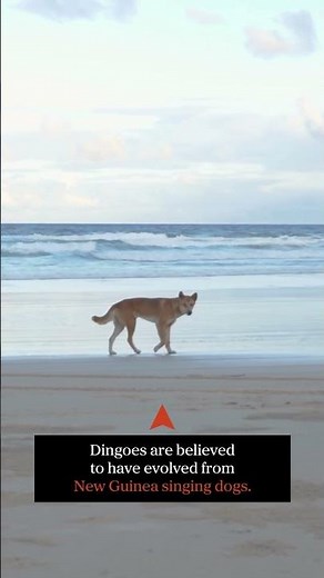Are Dingoes Australian?