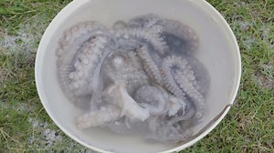 Kimi Werner shares one of her favorite ways to cook an octopus. #meateater #fueledbynature | MeatEater