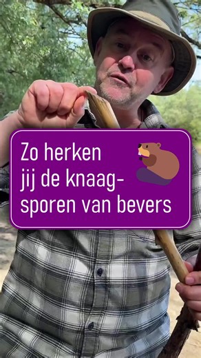 Zó herken jij een beverstok! 🌿🦫 Link naar het ebook vind je in de linktree 🔗 #diersporenlerenherkennen #diersporenvoorgroeneprofessionals #diersporen #spoorzoeken #sporen #spoor #sporenliegenniet #natuur #natuurinnederland #natuurliefhebber #weylintracking #trackandsign