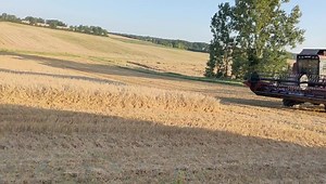 En théorie, l'orge 2021 on en parle plus ce soir | David Forge, la Chaîne Agricole