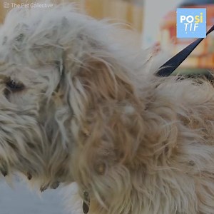 595K views · 24K reactions | Ce chien avait tellement de poils emmêlés que personne ne voulait l’adopter… Par chance quelqu’un lui a donné un bain et une nouvelle coupe ! ❤️ Crédits : The Pet Collective https://www.youtube.com/channel/UCPIvT-zcQl2H0vabdXJGcpg | Positif | Facebook