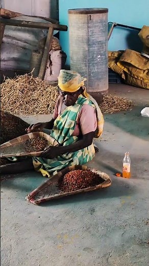 Ashwagandha Seed Cleaning at V P Samy Organic Farm | Modern Care, Ancient Agriculture