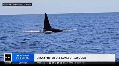 Killer whale spotted off Cape Cod