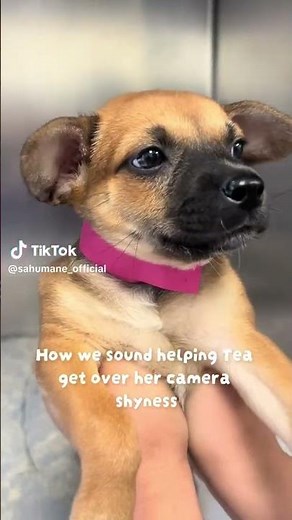 Meet Tea! #adopt #puppy #sanantonio