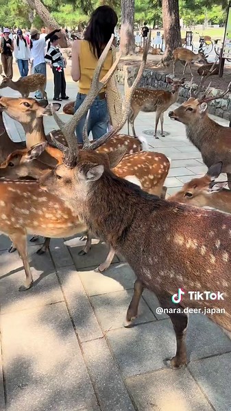 Nara park deer 🦌 in Japan #narapark #deer #nara