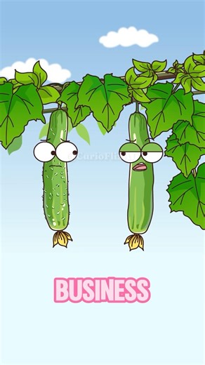 Why do cucumbers grow thorns? #shorts #funny #hot