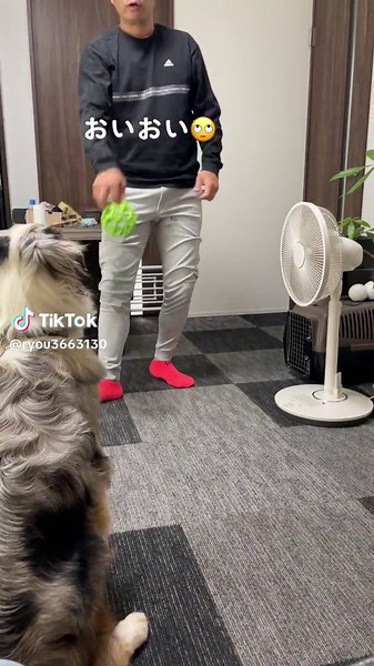 オーストラリアンシェパードのハプニング動画