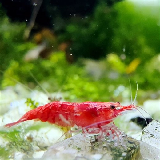 Shrimply having a wonderful holiday season. 🦐🌿 #Neocaridina davidi is native to fresh waters in East Asia and has become a popular aquarium pet around the world. While wild #shrimp are drab in color, selective breeding has yielded a literal rainbow of color morphs. 🌈 #invertabrates #aquaria | Science Channel