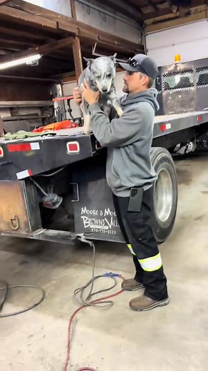 7.2K views · 295 reactions | #creatorsearchinsights_#blueheeler_7437135337366801695_fix_000 | J. Patters | Facebook