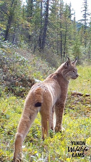 Canada lynx | Yukon Wildlife Cams