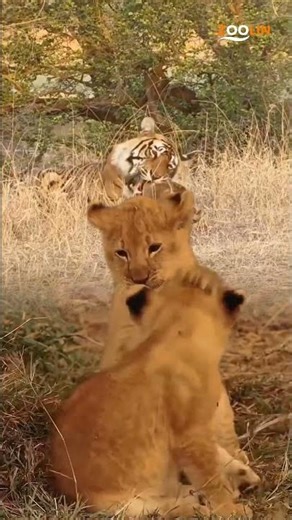 Lion vs Tiger Face-Off! Rare Wild Encounter You Won’t Believe