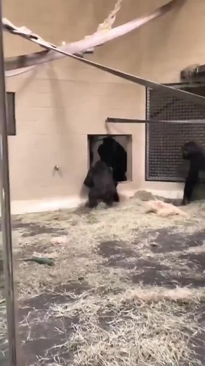 19K views · 261 reactions | A new viral video just dropped and it’s this gorilla glitching in real life. | Know Your Meme | Facebook