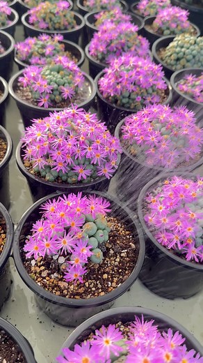 Watering my conophytum | Noona succulent